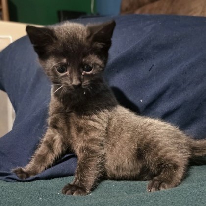 SCOOTER - Domestic Shorthair / Mix available for adoption