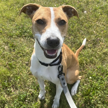 RIFTEN - Mixed Breed, Medium (up to 44 lbs fully grown) / Mix for adoption in Albany