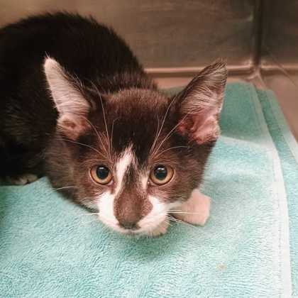 ALTAR - Domestic Shorthair / Mix available for adoption