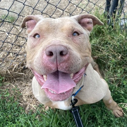ROSE - Mixed Breed, Large (over 44 lbs fully grown) / Mix available for adoption