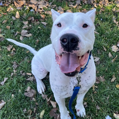 CAPONE - Mixed Breed, Medium (up to 44 lbs fully grown) / Mix available for adoption