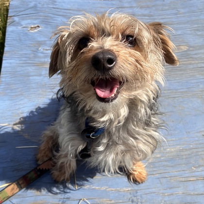 BAMA - Mixed Breed, Small (under 24 lbs fully grown) / Mix available for adoption