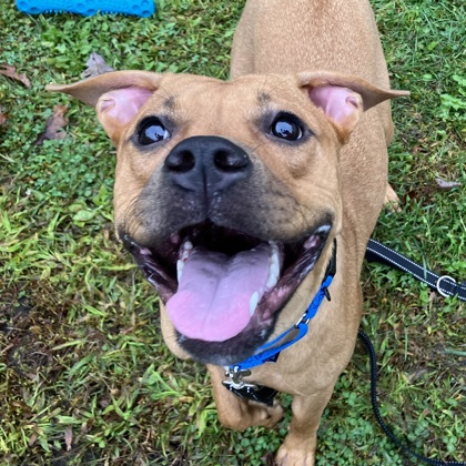 MARCIE - Mixed Breed, Medium (up to 44 lbs fully grown) / Mix available for adoption
