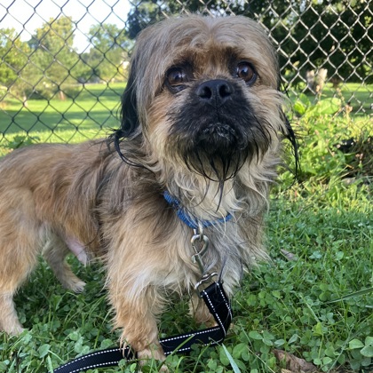 CRUMBLE - Mixed Breed, Small (under 24 lbs fully grown) / Mix available for adoption