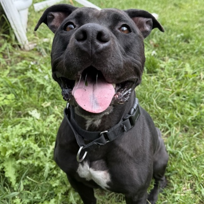APOLLO