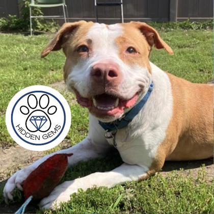 SOMBRA - Mixed Breed, Medium (up to 44 lbs fully grown) / Mix available for adoption