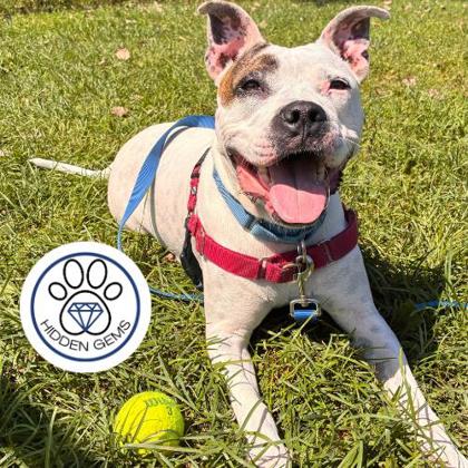 ASPEN - Mixed Breed, Medium (up to 44 lbs fully grown) / Mix for adoption in Albany