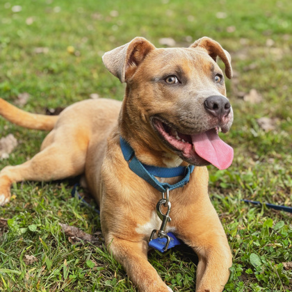 BECK - Mixed Breed, Medium (up to 44 lbs fully grown) / Mix available for adoption
