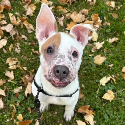 ALMOND - Mixed Breed, Medium (up to 44 lbs fully grown) / Mix available for adoption