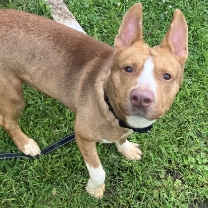 REDWOOD - Mixed Breed, Medium (up to 44 lbs fully grown) / Mix available for adoption