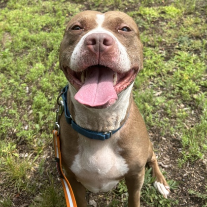 NALA - Mixed Breed, Large (over 44 lbs fully grown) / Mix available for adoption
