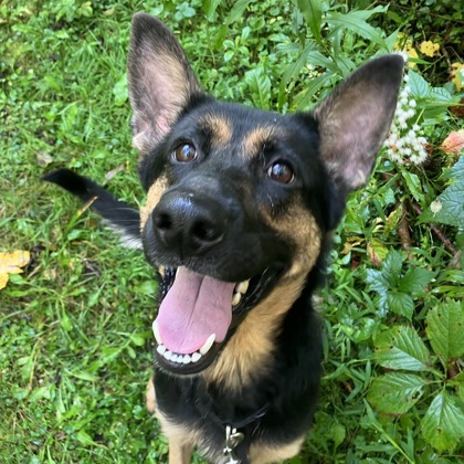 ASTRID - Mixed Breed, Large (over 44 lbs fully grown) / Mix for adoption in Albany
