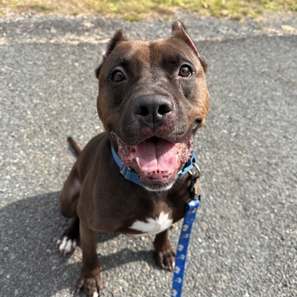 GROVER - Mixed Breed, Large (over 44 lbs fully grown) / Mix available for adoption