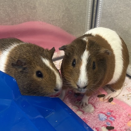 PINATA - Guinea Pig / Guinea Pig available for adoption