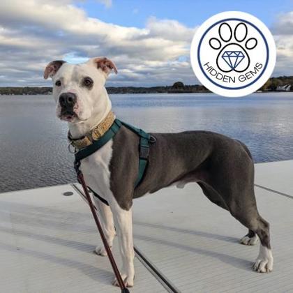 MILO - Mixed Breed, Large (over 44 lbs fully grown) / Mix available for adoption