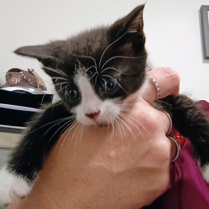 BELLAMY - Domestic Shorthair / Mix available for adoption