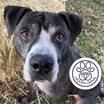 BARRY - Mixed Breed, Large (over 44 lbs fully grown) / Mix available for adoption