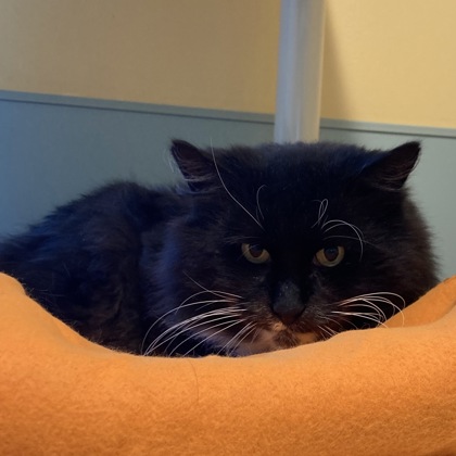 PICKINS - Domestic Longhair / Mix available for adoption