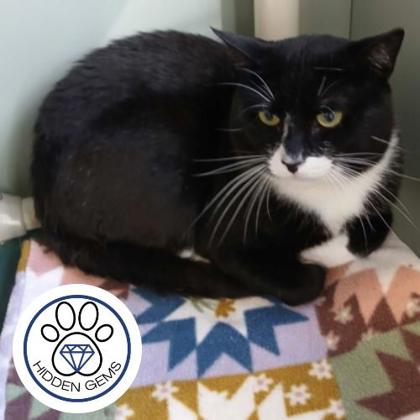SIR - Domestic Shorthair / Mix for adoption in Albany