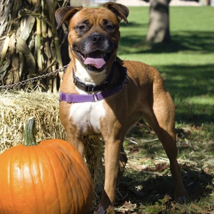 ROUX - Mixed Breed, Medium (up to 44 lbs fully grown) / Mix available for adoption