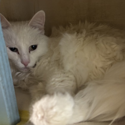 TAMSIN - Domestic Longhair / Mix available for adoption