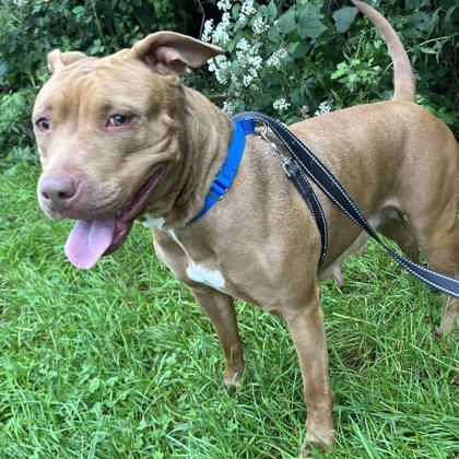 CHEYENNE - Mixed Breed, Large (over 44 lbs fully grown) / Mix available for adoption