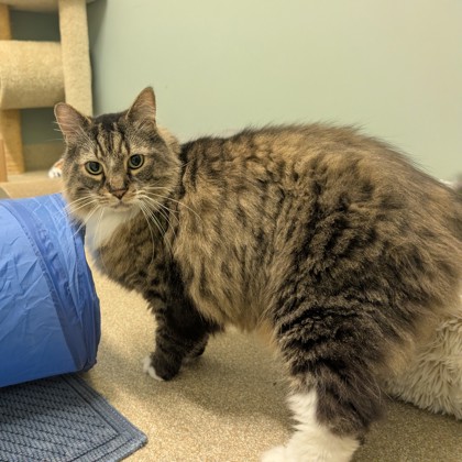 BOWSER - Domestic Longhair / Mix available for adoption