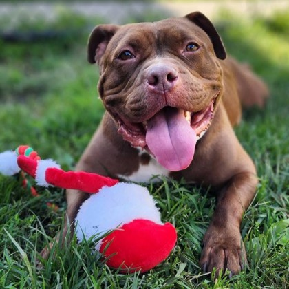 FIJI - Mixed Breed, Large (over 44 lbs fully grown) / Mix available for adoption