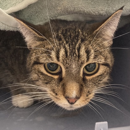 BLAIR - Domestic Shorthair / Mix available for adoption