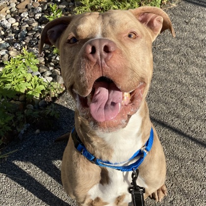 BRIAN - Mixed Breed, Medium (up to 44 lbs fully grown) / Mix available for adoption