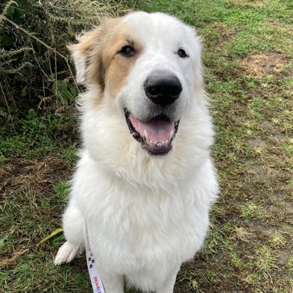 HARVEY - Mixed Breed, Large (over 44 lbs fully grown) / Mix available for adoption