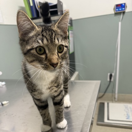 BILLY - Domestic Shorthair / Mix available for adoption