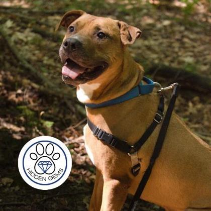 BURBANK - Mixed Breed, Large (over 44 lbs fully grown) / Mix available for adoption