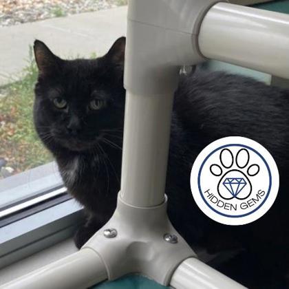 BOB - Domestic Shorthair / Mix for adoption in Albany