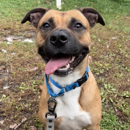 BERTIE - Mixed Breed, Large (over 44 lbs fully grown) / Mix available for adoption