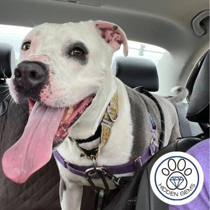 MILO - Mixed Breed, Large (over 44 lbs fully grown) / Mix available for adoption