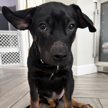 POMELO - Mixed Breed, Small (under 24 lbs fully grown) / Mix available for adoption