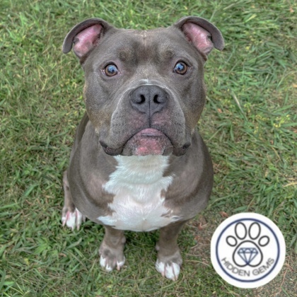 GIBBY - Mixed Breed, Medium (up to 44 lbs fully grown) / Mix available for adoption