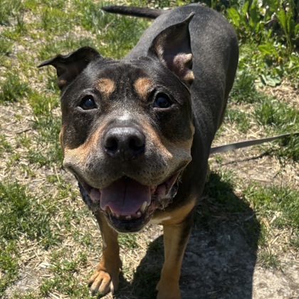 SHADY - Mixed Breed, Large (over 44 lbs fully grown) / Mix for adoption in Albany