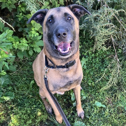BENTLEY - Mixed Breed, Medium (up to 44 lbs fully grown) / Mix available for adoption
