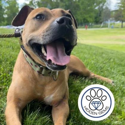 DYNA - Mixed Breed, Medium (up to 44 lbs fully grown) / Mix available for adoption