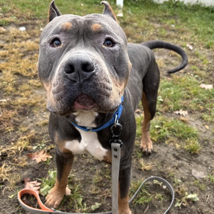 AZUL - Mixed Breed, Medium (up to 44 lbs fully grown) / Mix available for adoption