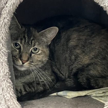 DOTTSY - Domestic Shorthair / Mix for adoption in Albany