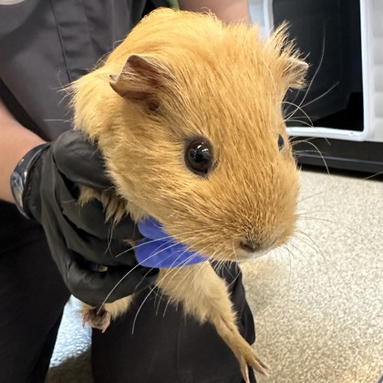 BRITNEY - Guinea Pig / Guinea Pig available for adoption