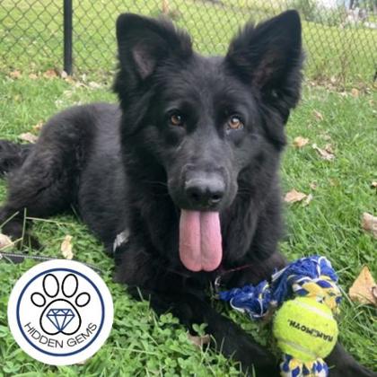 LUNAR - Mixed Breed, Large (over 44 lbs fully grown) / Mix available for adoption