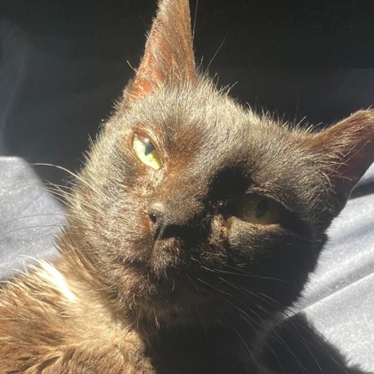 CHINA - Domestic Shorthair / Mix available for adoption