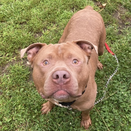 NOAH - Mixed Breed, Large (over 44 lbs fully grown) / Mix available for adoption
