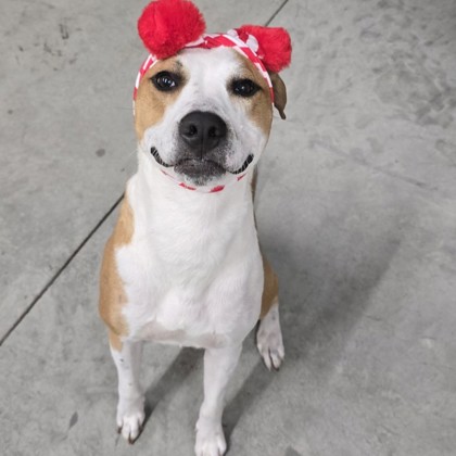 GINNY - Mixed Breed, Medium (up to 44 lbs fully grown) / Mix available for adoption