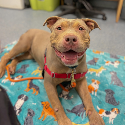 ROSE - Mixed Breed, Large (over 44 lbs fully grown) / Mix available for adoption