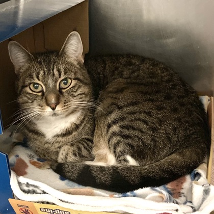 BLAIR - Domestic Shorthair / Mix available for adoption